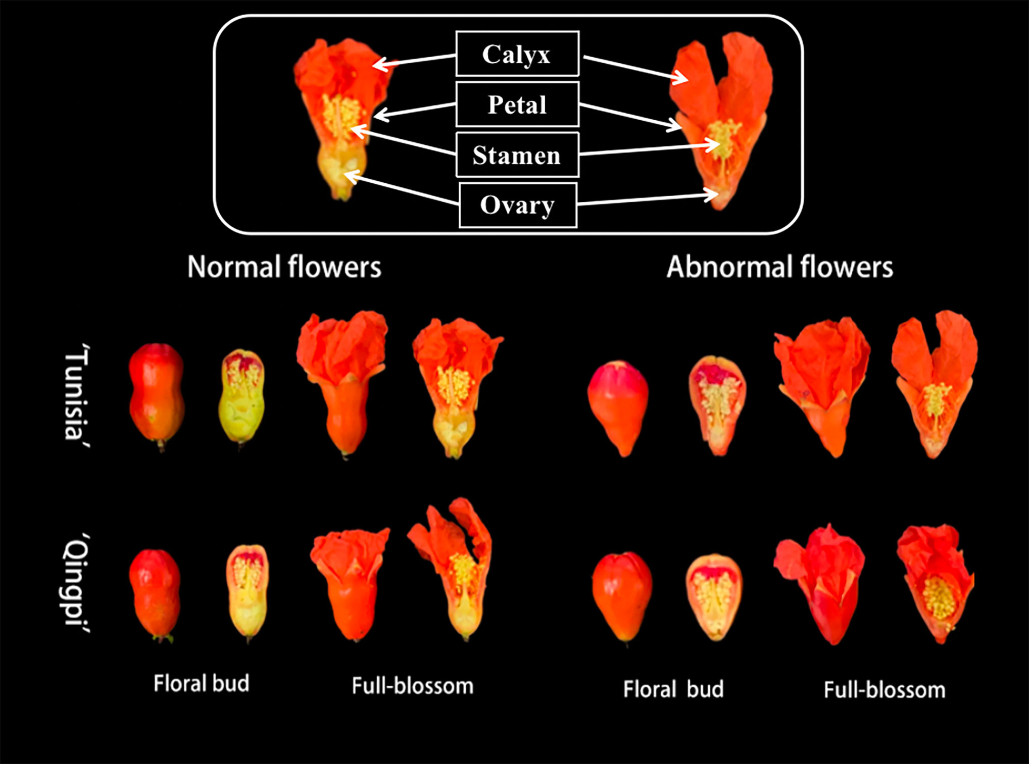 Basic structure of a pomegranate fruit with its co-products