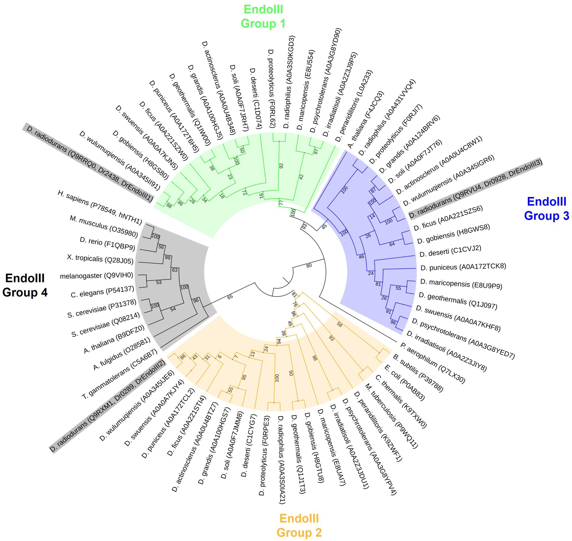 The interplay between Mn and Fe in Deinococcus radiodurans