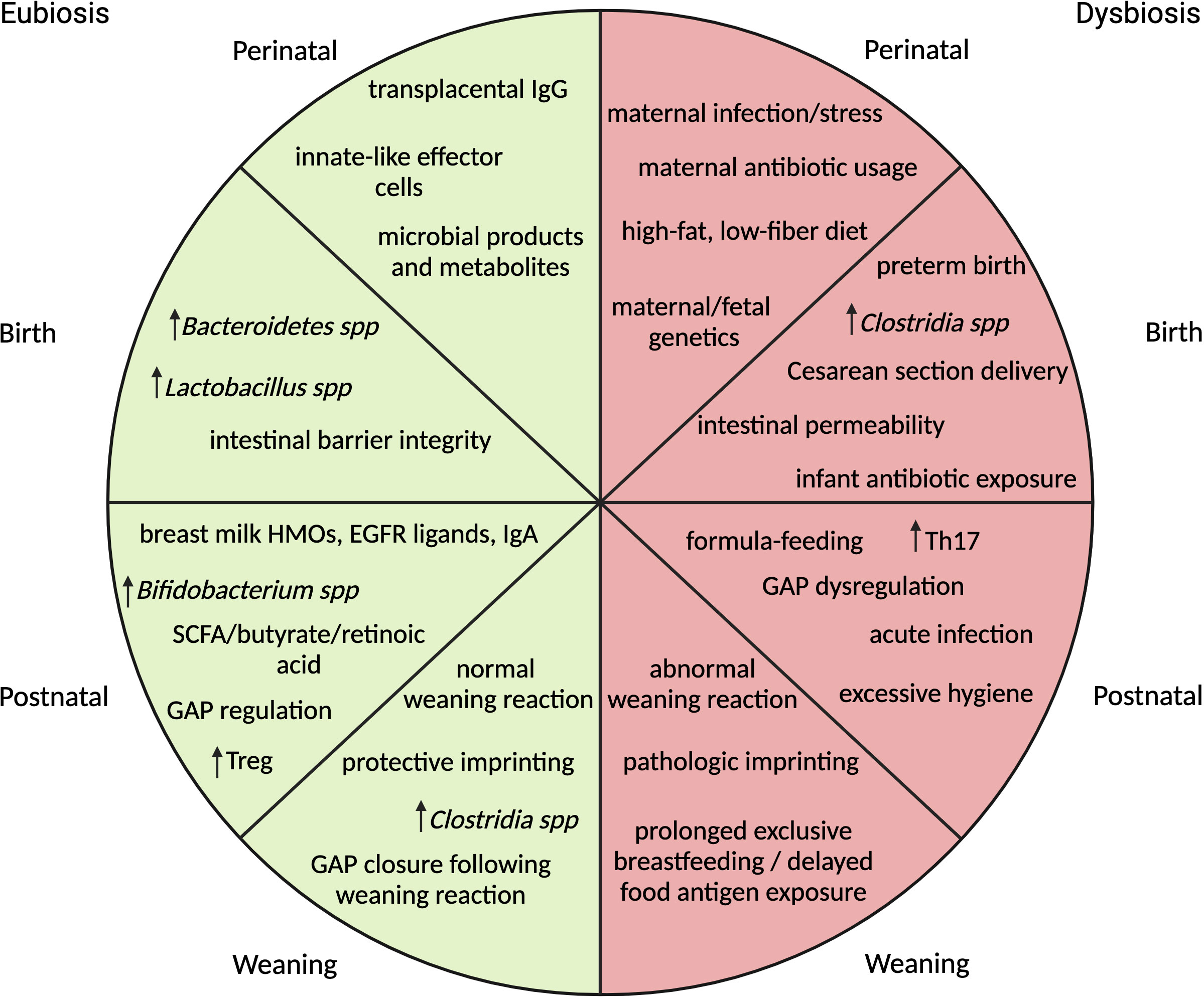 Frontiers  Early-life microbiota-immune homeostasis