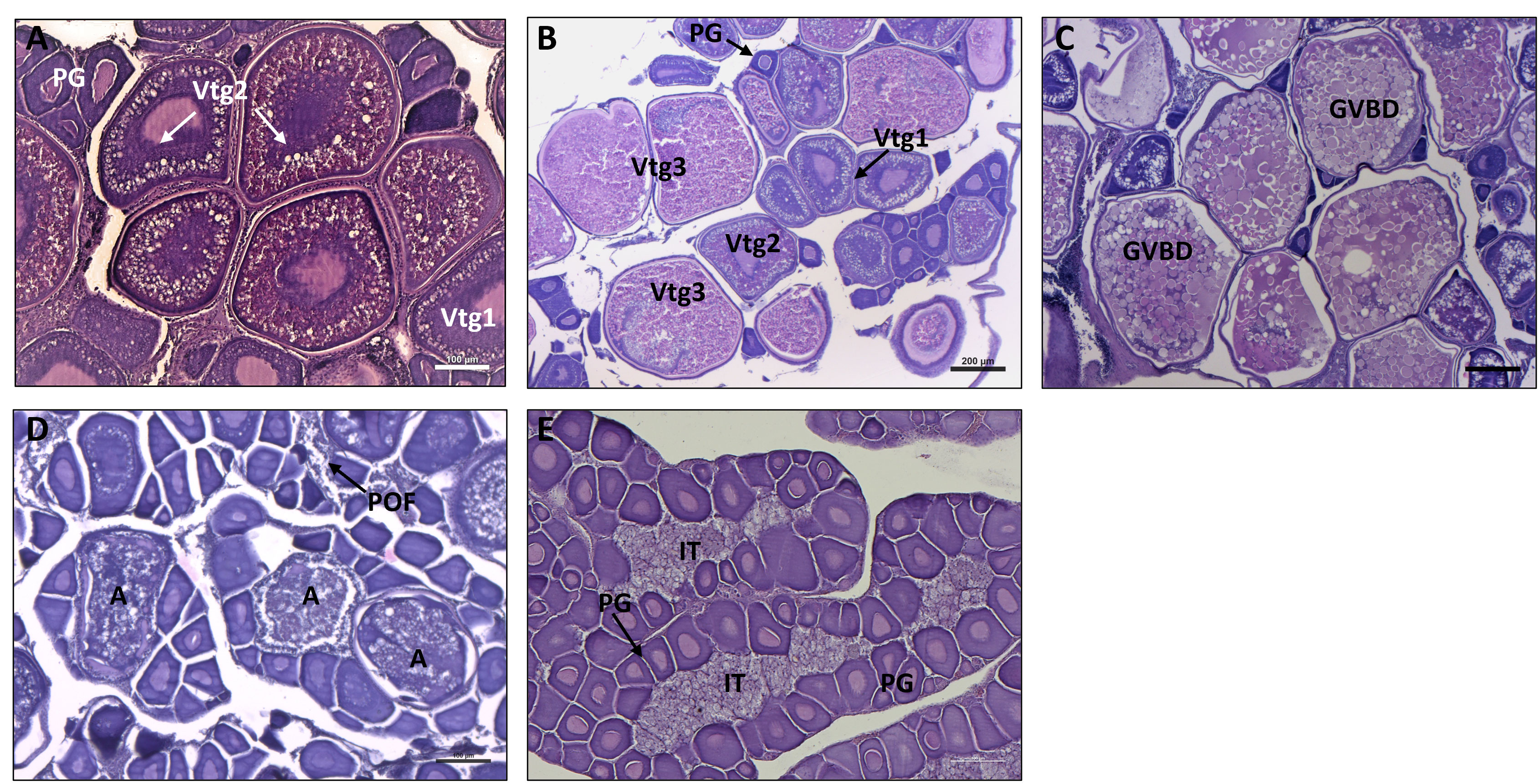 Frontiers  One year study on the reproductive biology, ovary