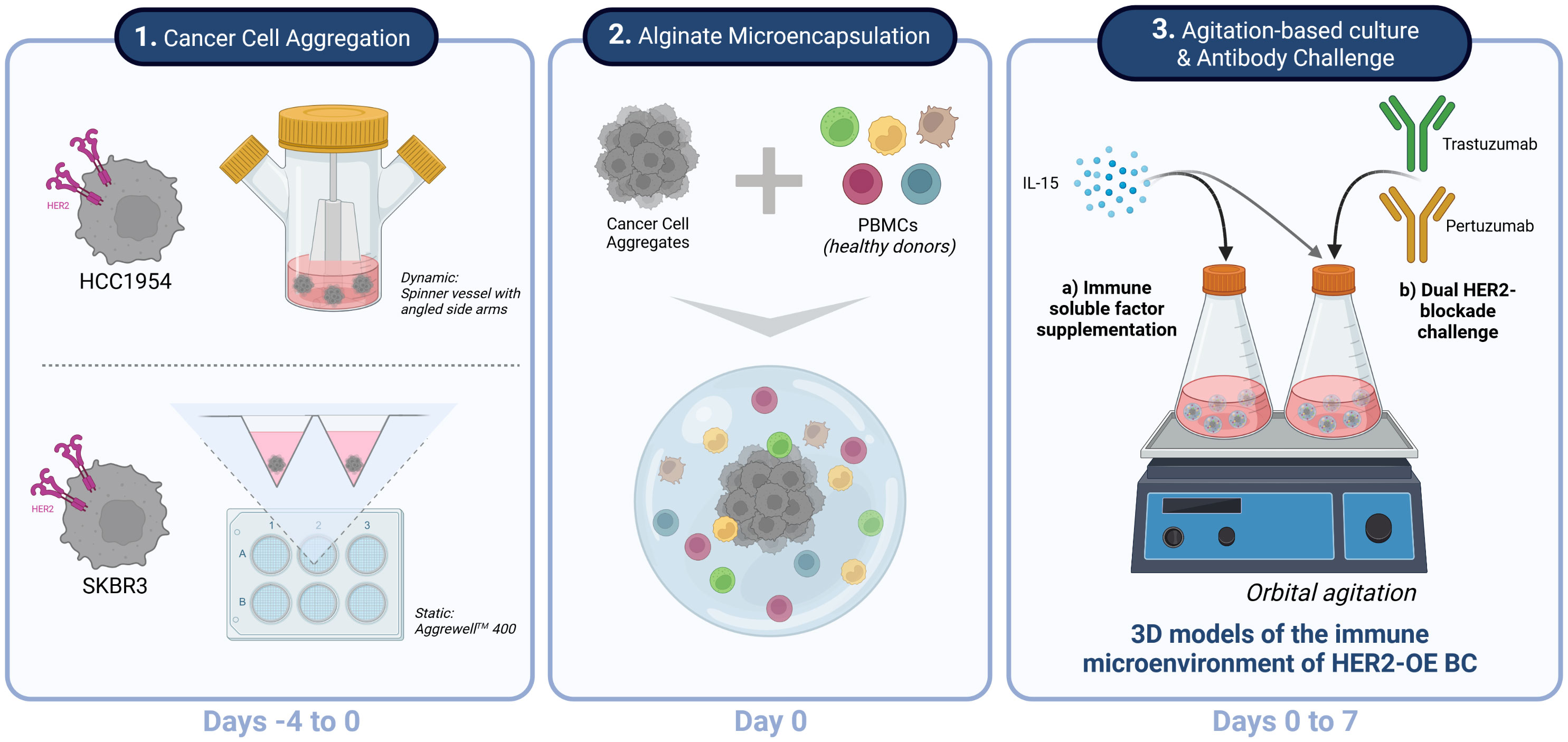 Characterization and immune regulation role of an immobilization