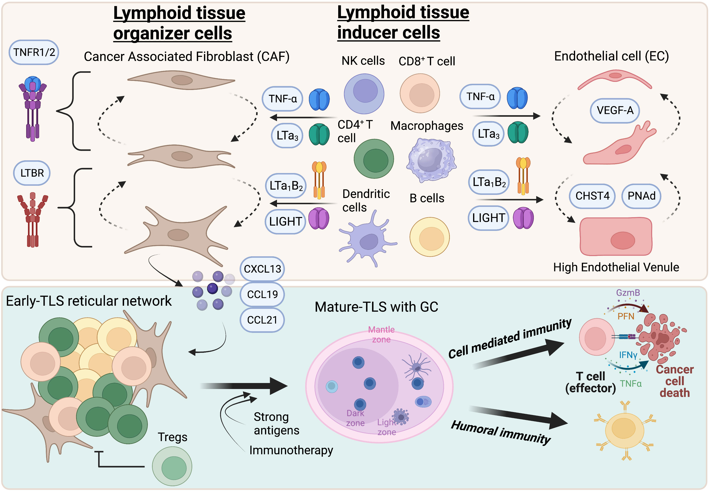 Tertiary lymphoid structures generate and propagate anti-tumor