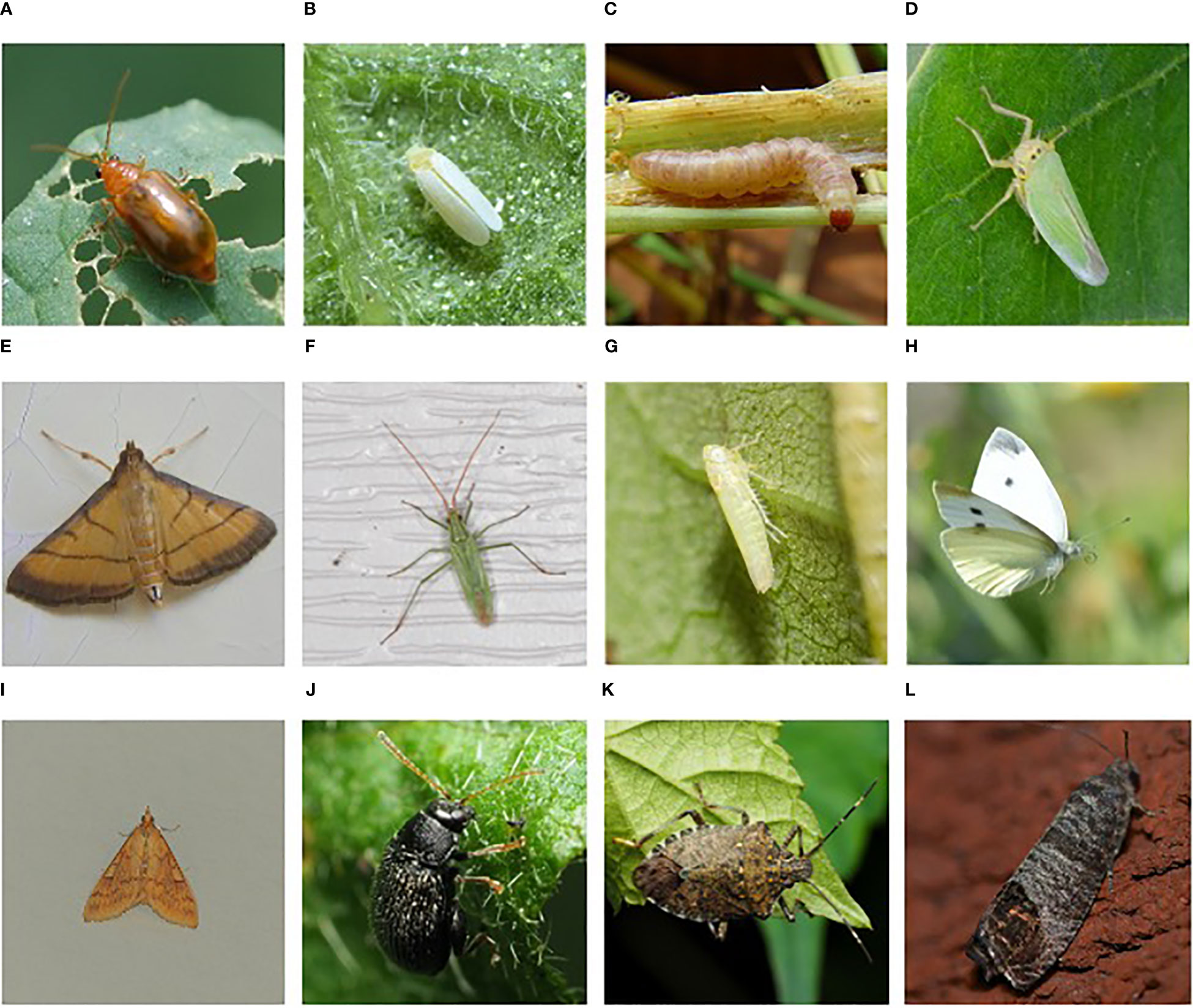 Figure showing types of insect traps: A. Pheremone trap, B:Light