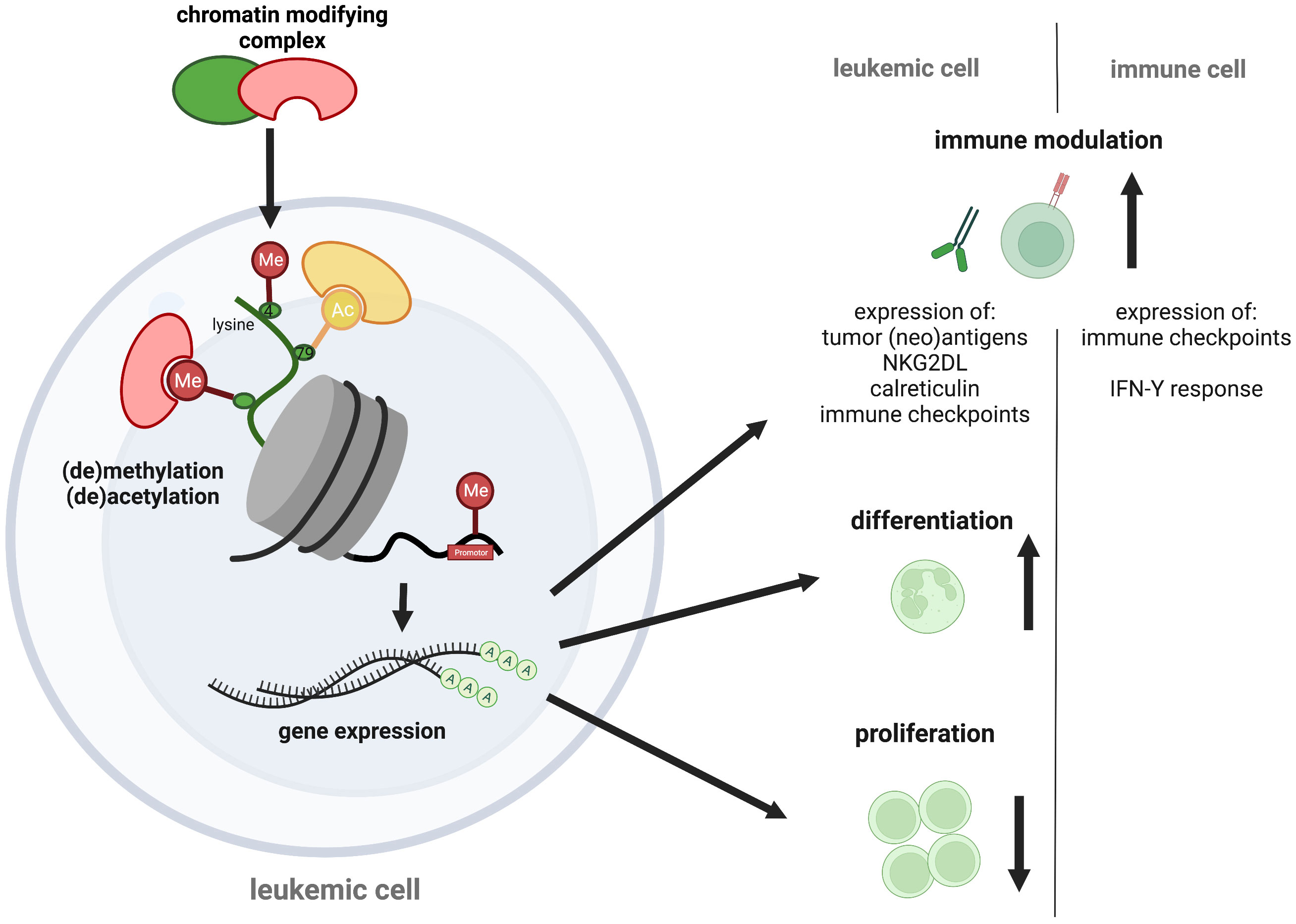 Targeting menin: a promising therapeutic strategy for susceptible acute  leukemia subtypes