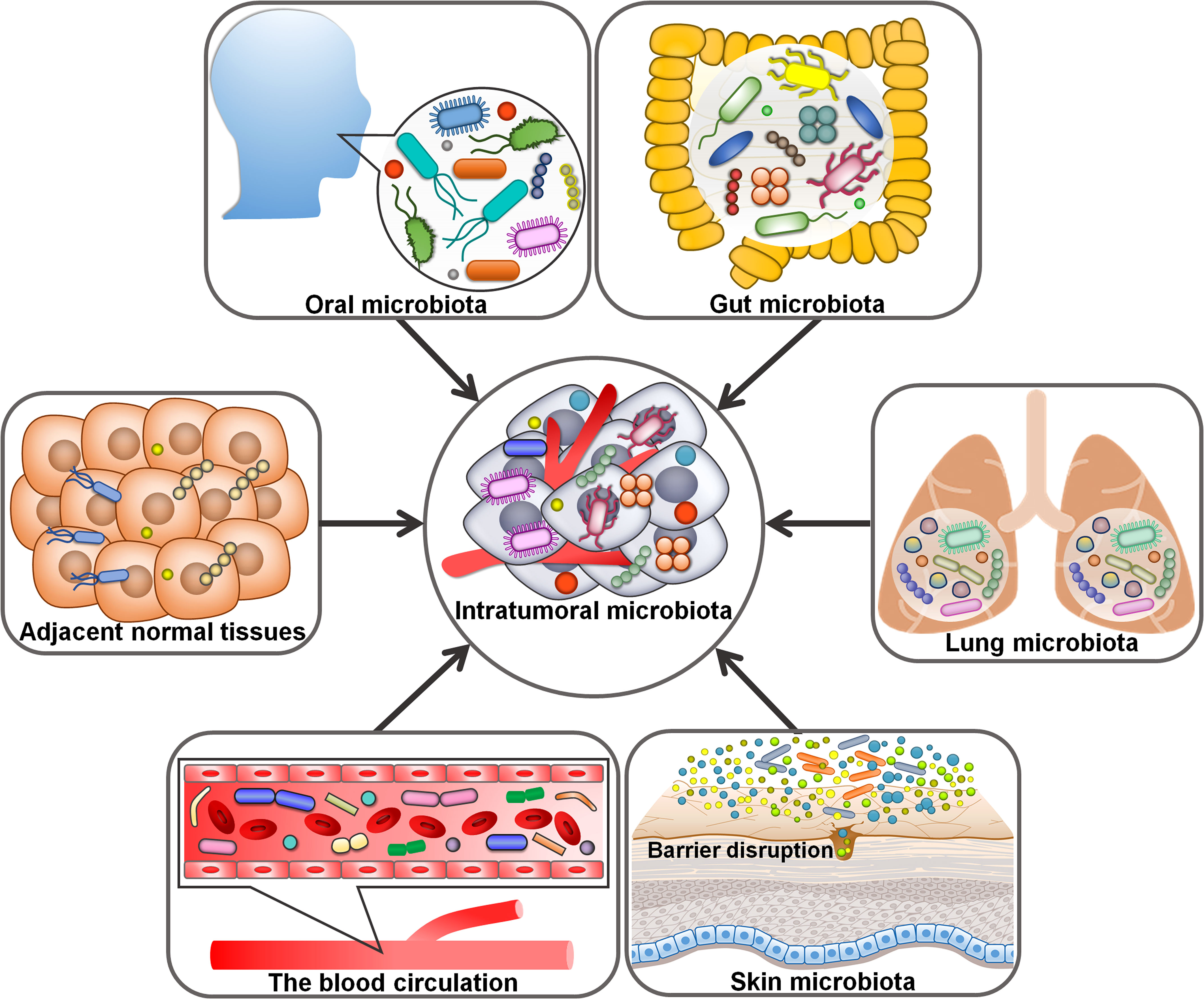 Frontiers  Interactions between microbiota and cervical