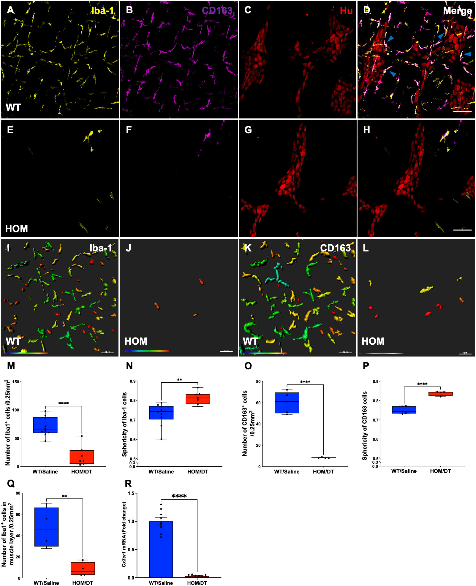 Frontiers | Macrophage regulation of the “second brain”: CD163 intestinal  macrophages interact with inhibitory interneurons to regulate colonic  motility - evidence from the Cx3cr1-Dtr rat model