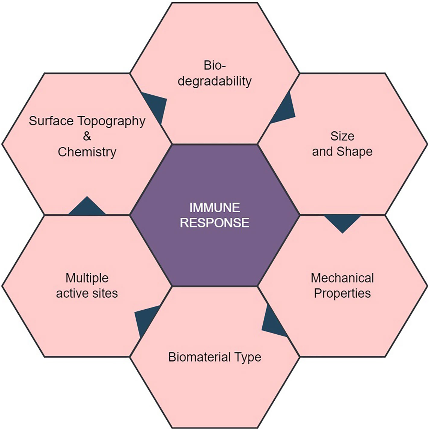 Progress in Hydroxyapatite–Starch Based Sustainable Biomaterials