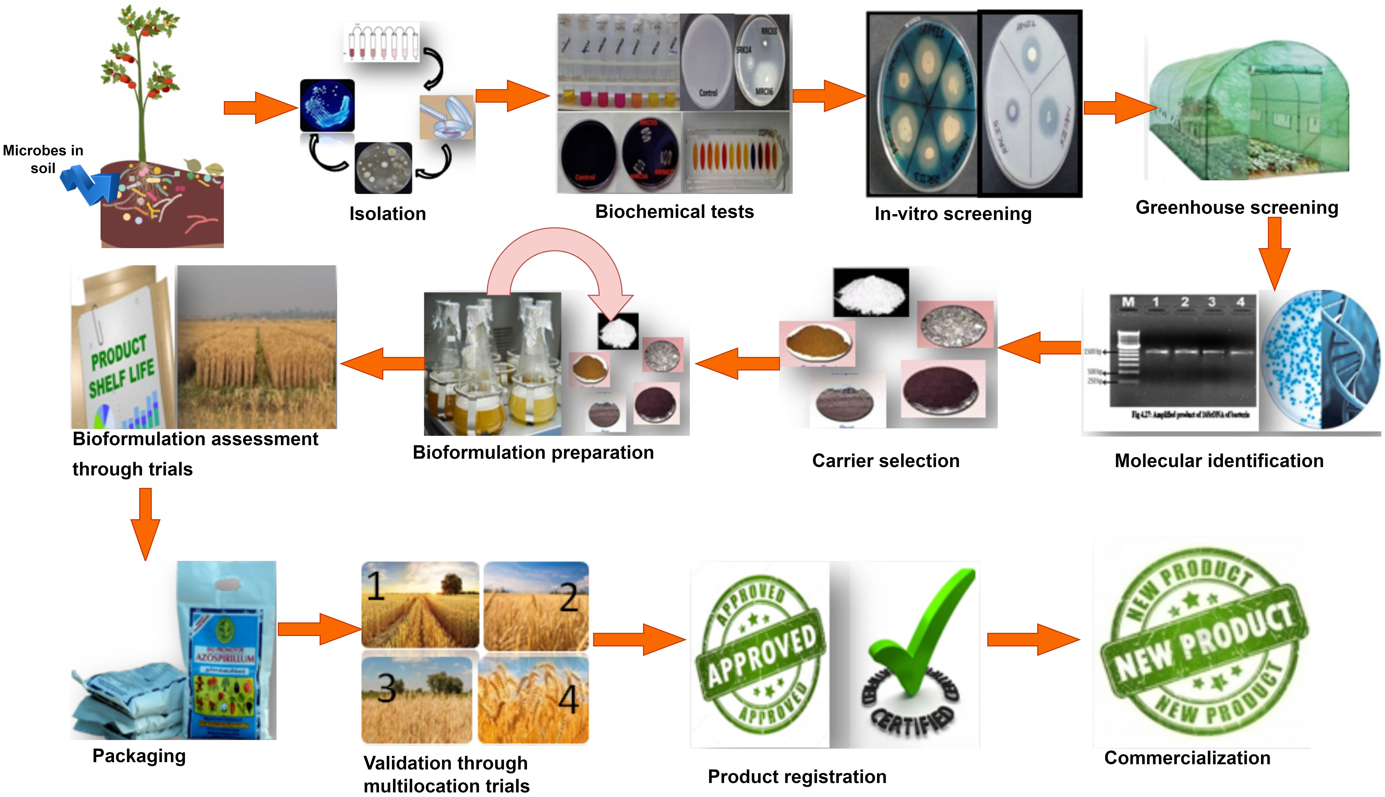 Frontiers  Microbial bioformulation: a microbial assisted biostimulating  fertilization technique for sustainable agriculture