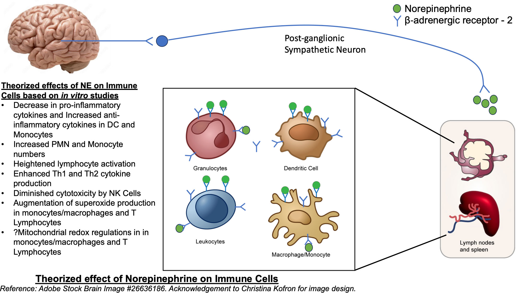 Frontiers  Inflammation and immune cell abnormalities in