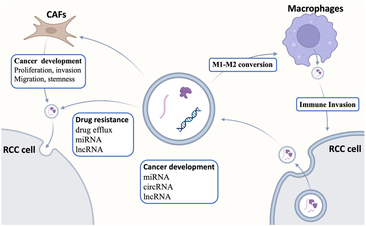 Frontiers  Advances in the research of exosomes in renal cell