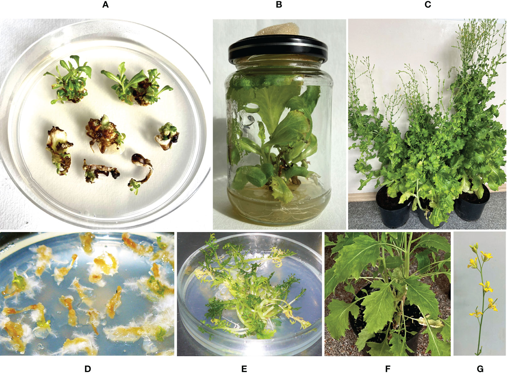 Frontiers  Identification of WRKY gene family members in amaranth based on  a transcriptome database and functional analysis of AtrWRKY42-2 in betalain  metabolism