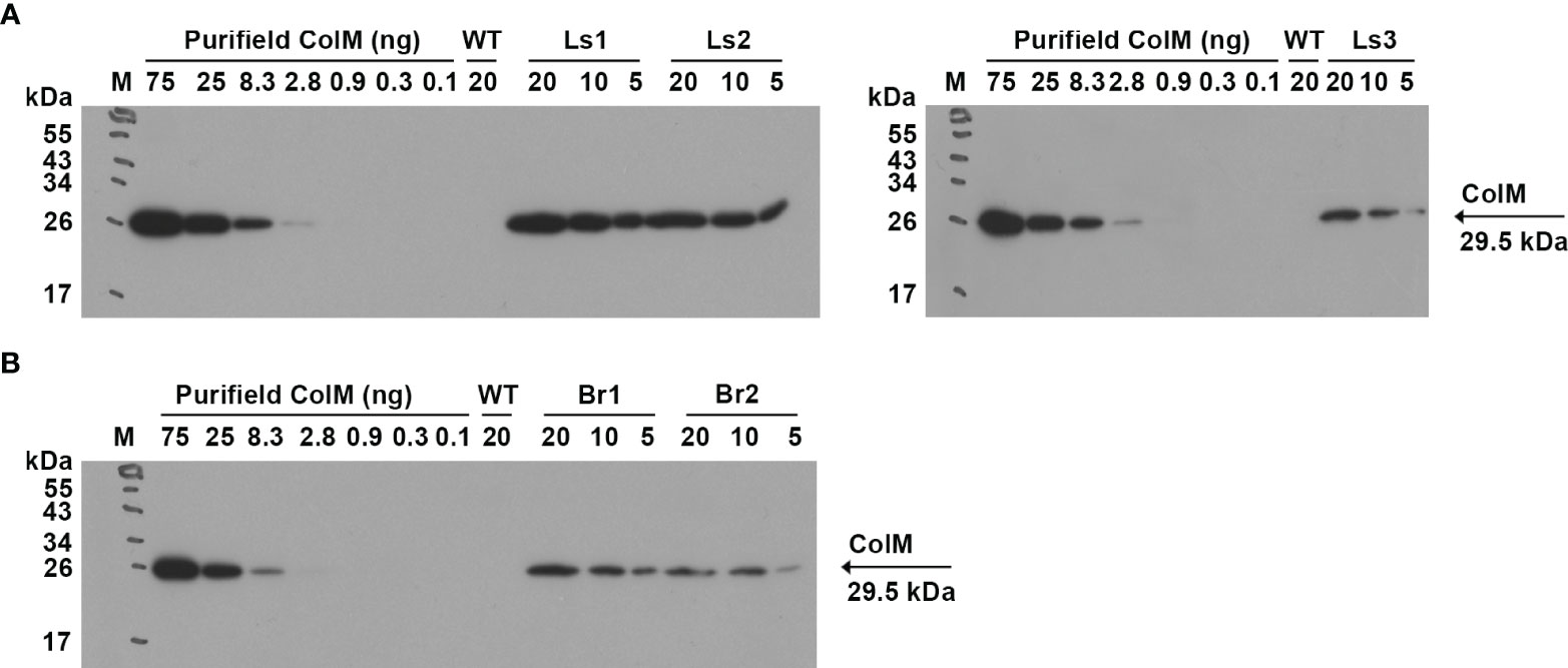 Frontiers  Identification of WRKY gene family members in amaranth based on  a transcriptome database and functional analysis of AtrWRKY42-2 in betalain  metabolism