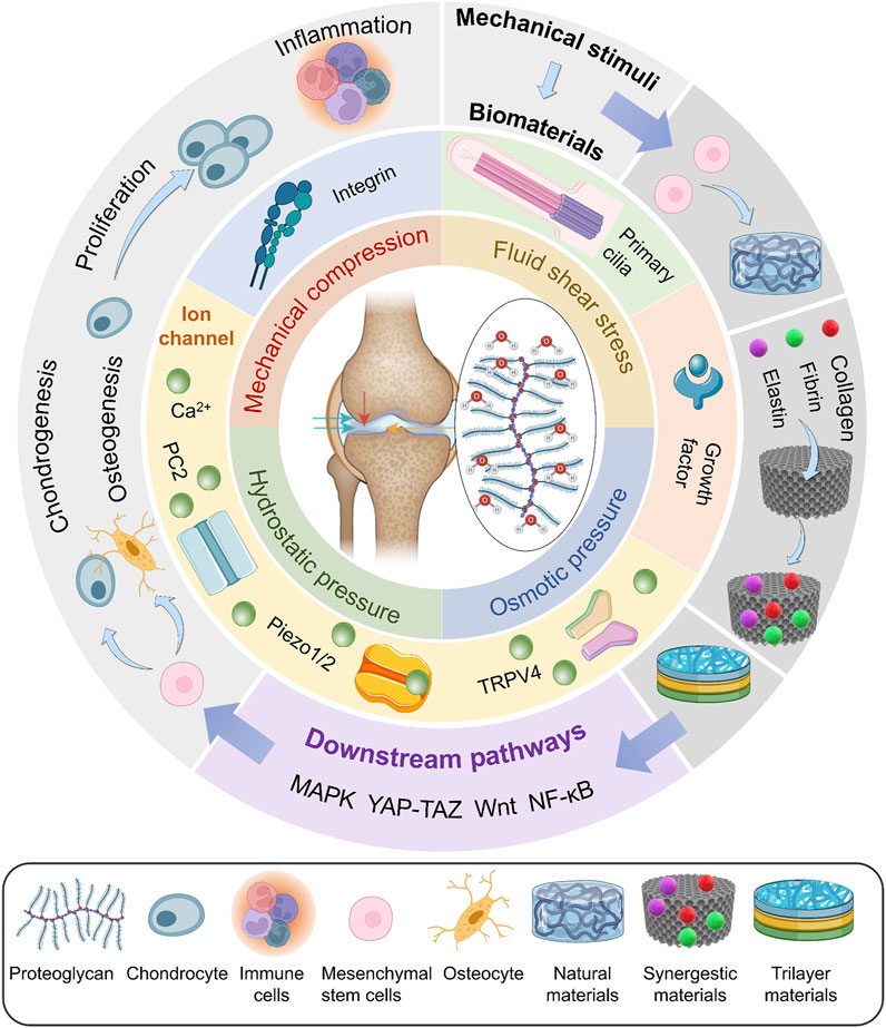 The role of mechanical stimulation in the enhancement of bone