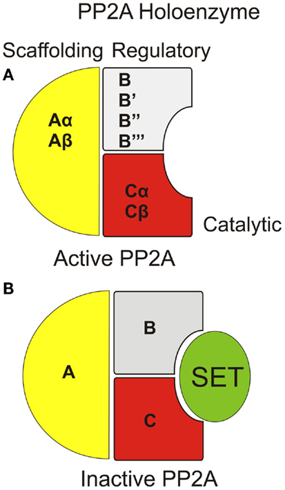 「pp2a」の画像検索結果