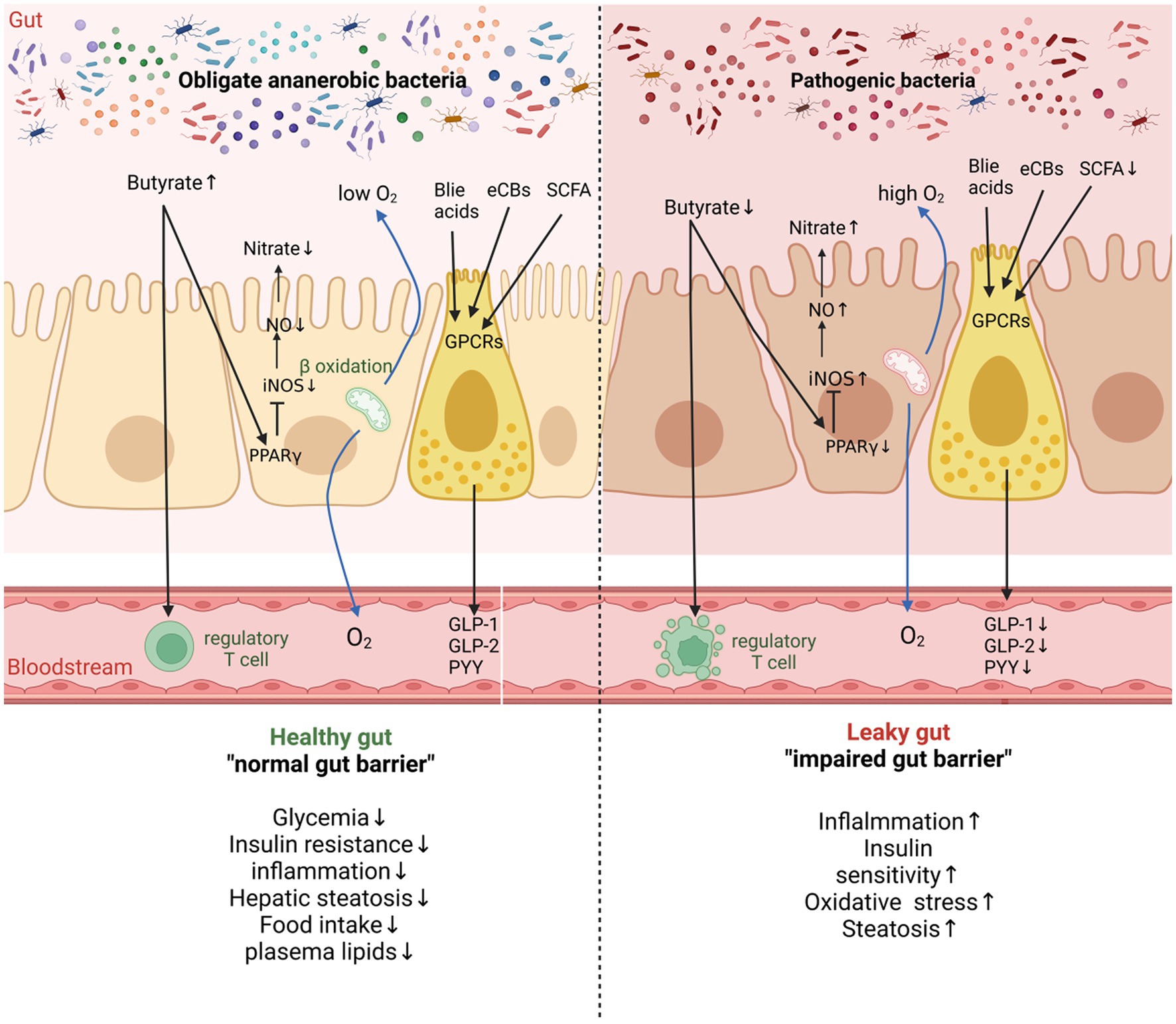 Frontiers  New Insights Into Microbiota Modulation-Based