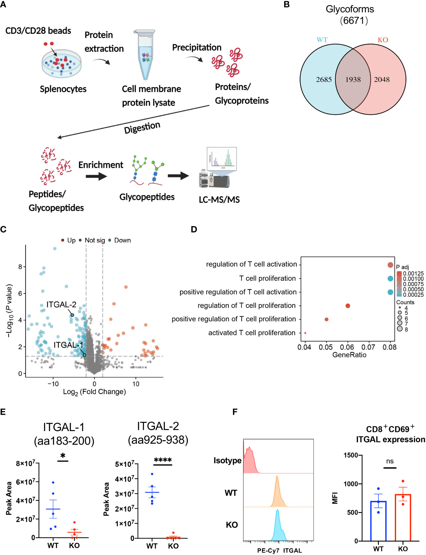 Frontiers | Beta-1,4-galactosyltransferase-3 deficiency suppresses the ...