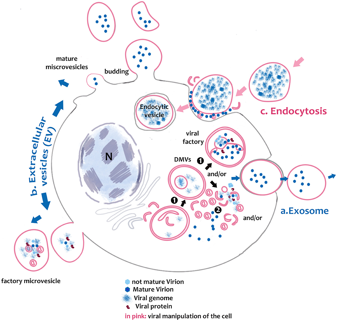 Frontiers | A widespread picornavirus affects the hemocytes of the ...