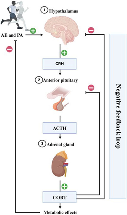 Progressive exercise training improves cardiovascular psychophysiological  outcomes in young adult women with a history of adverse childhood  experiences