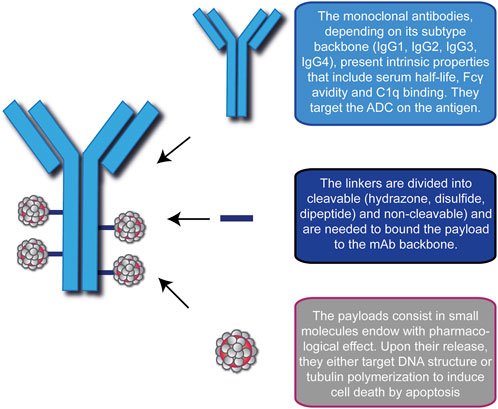 Understanding the activity of antibody–drug conjugates in primary and  secondary brain tumours