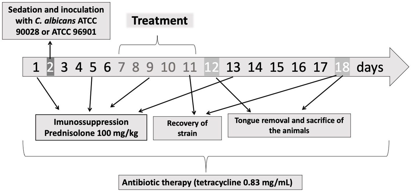 Frontiers | DNase improves the efficacy of antimicrobial