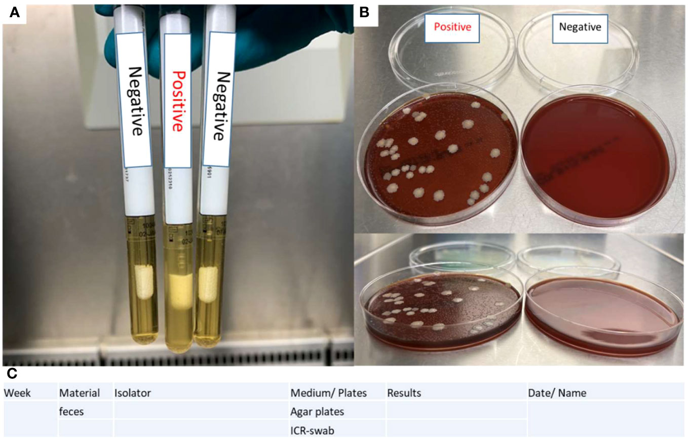 Frontiers | Sterility testing of germ-free mouse colonies