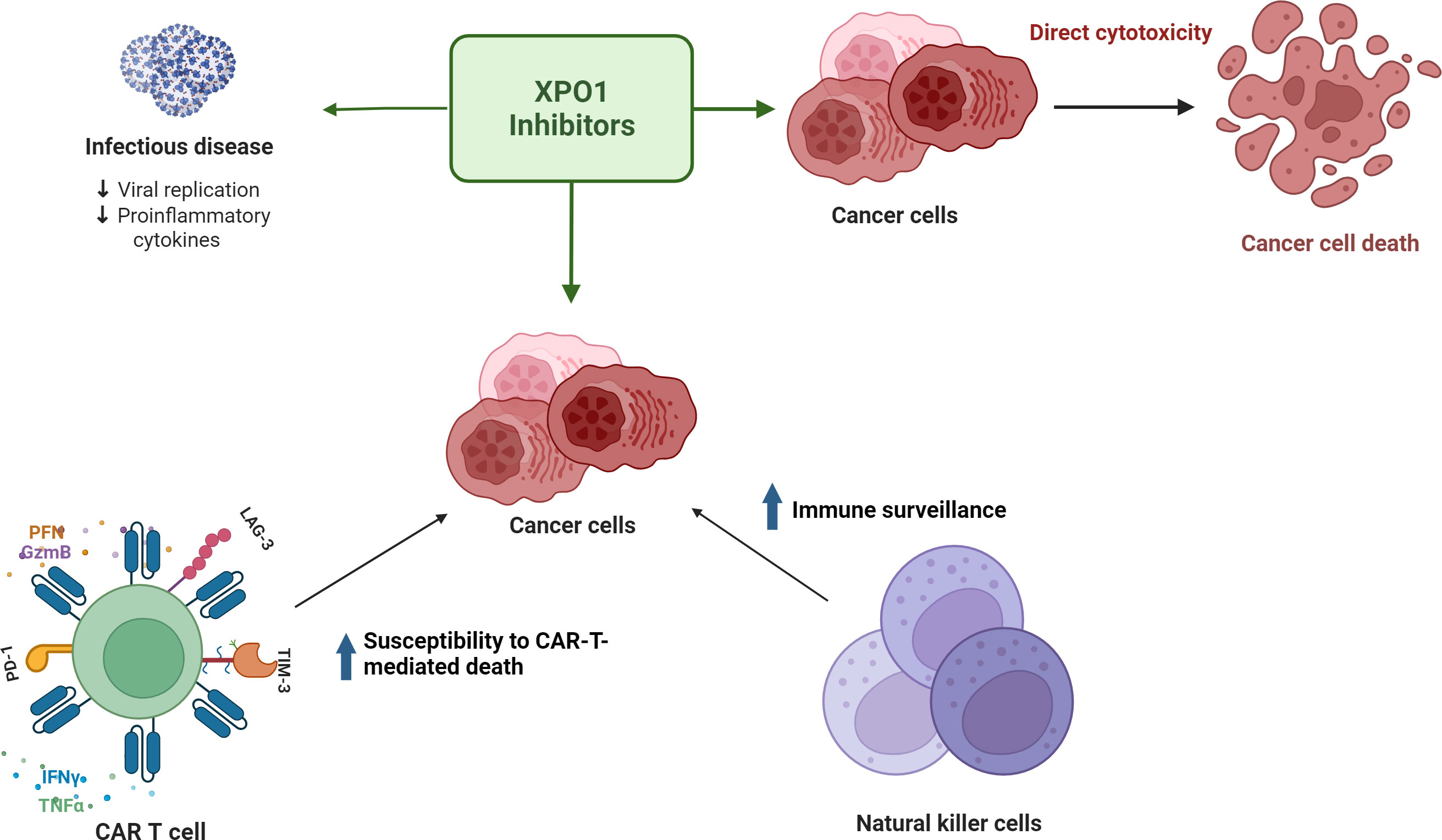 Frontiers | Impacting T-cell fitness in multiple myeloma: potential roles  for selinexor and XPO1 inhibitors