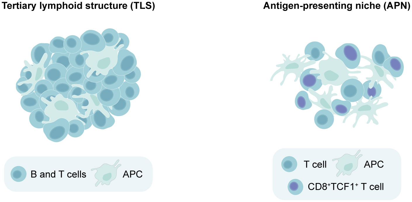 Frontiers Of mice and lymphoid aggregates modeling tertiary lymphoid