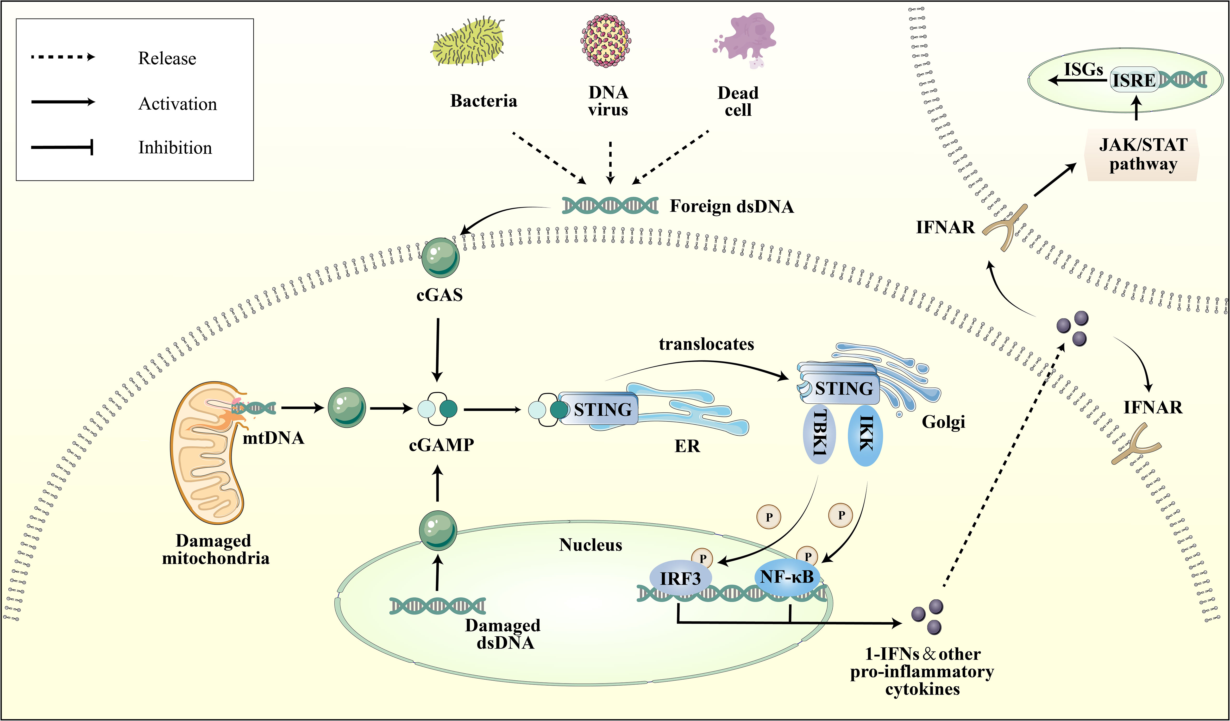 Frontiers   Novel insight into cGAS STING pathway in ischemic