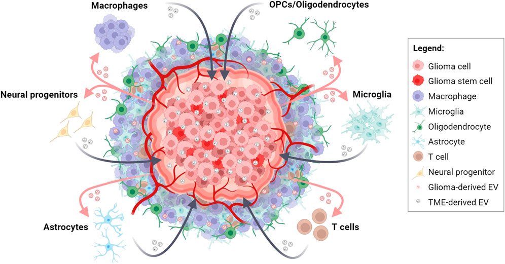 Frontiers | Exosomal non-coding RNAs in glioma progression: insights ...