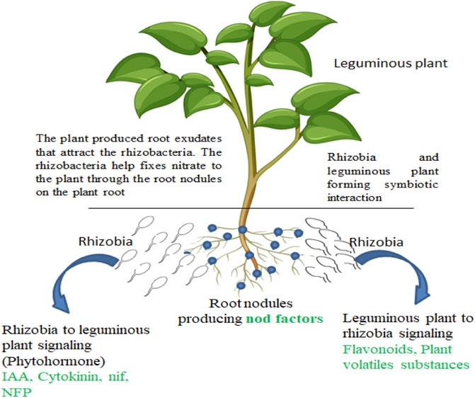 Frontiers  The root signals in rhizospheric inter-organismal