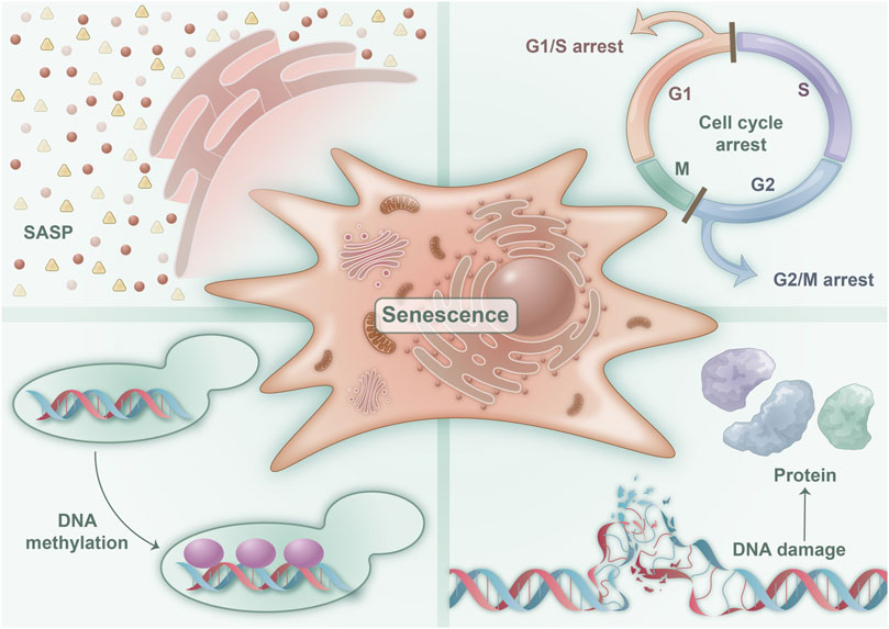 Frontiers | The role of cellular senescence in metabolic diseases and ...