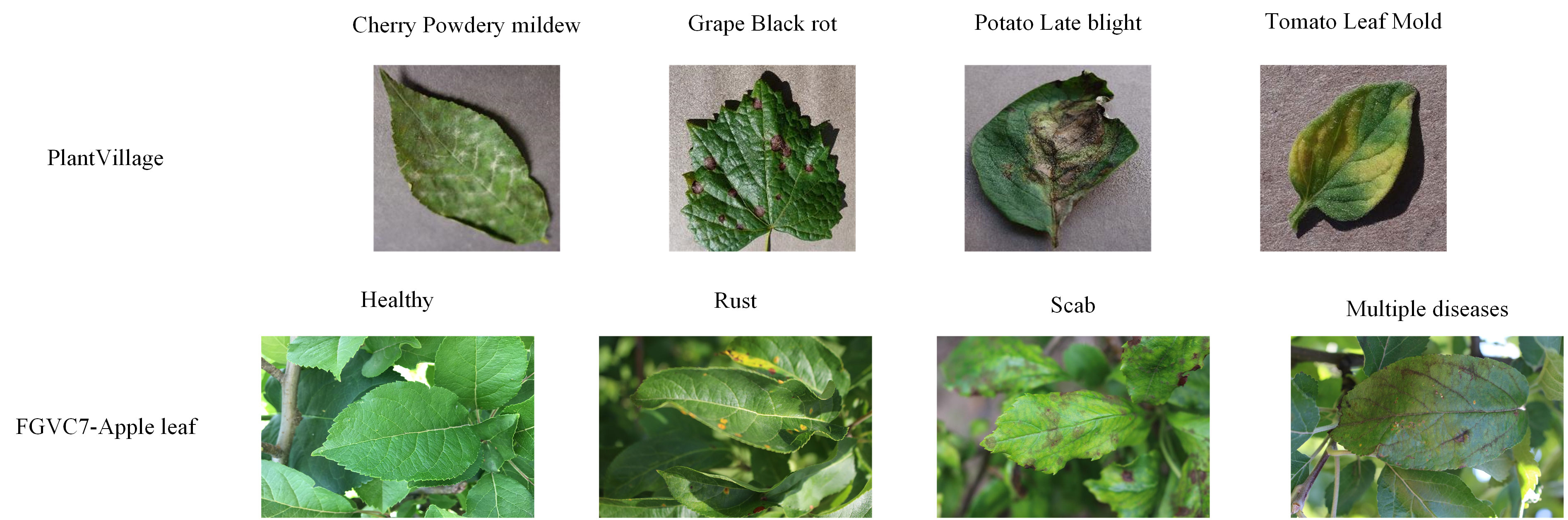 Silver Leaf  Plant Disease Diagnostics Clinic