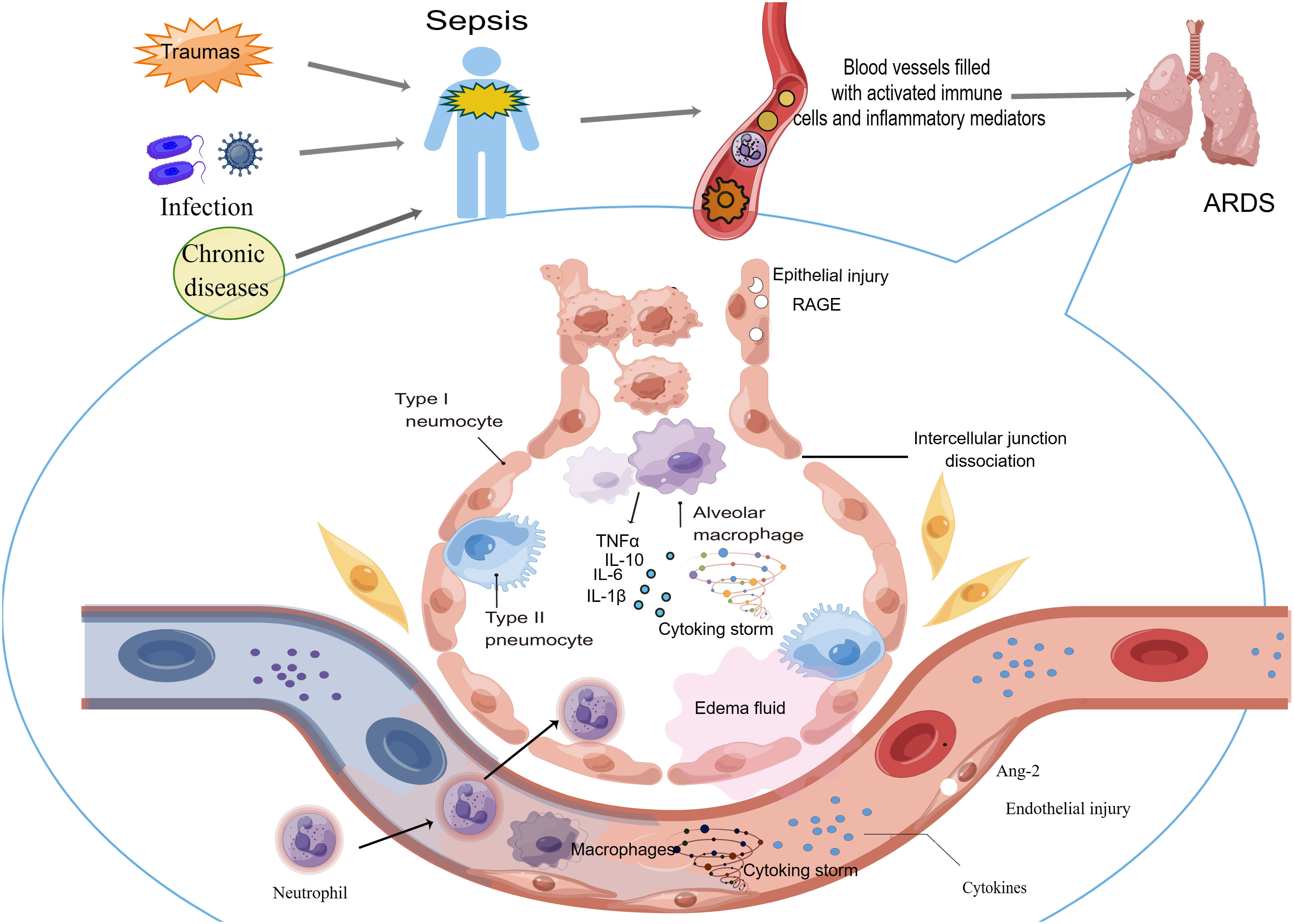 The pathogenesis and potential therapeutic targets in sepsis