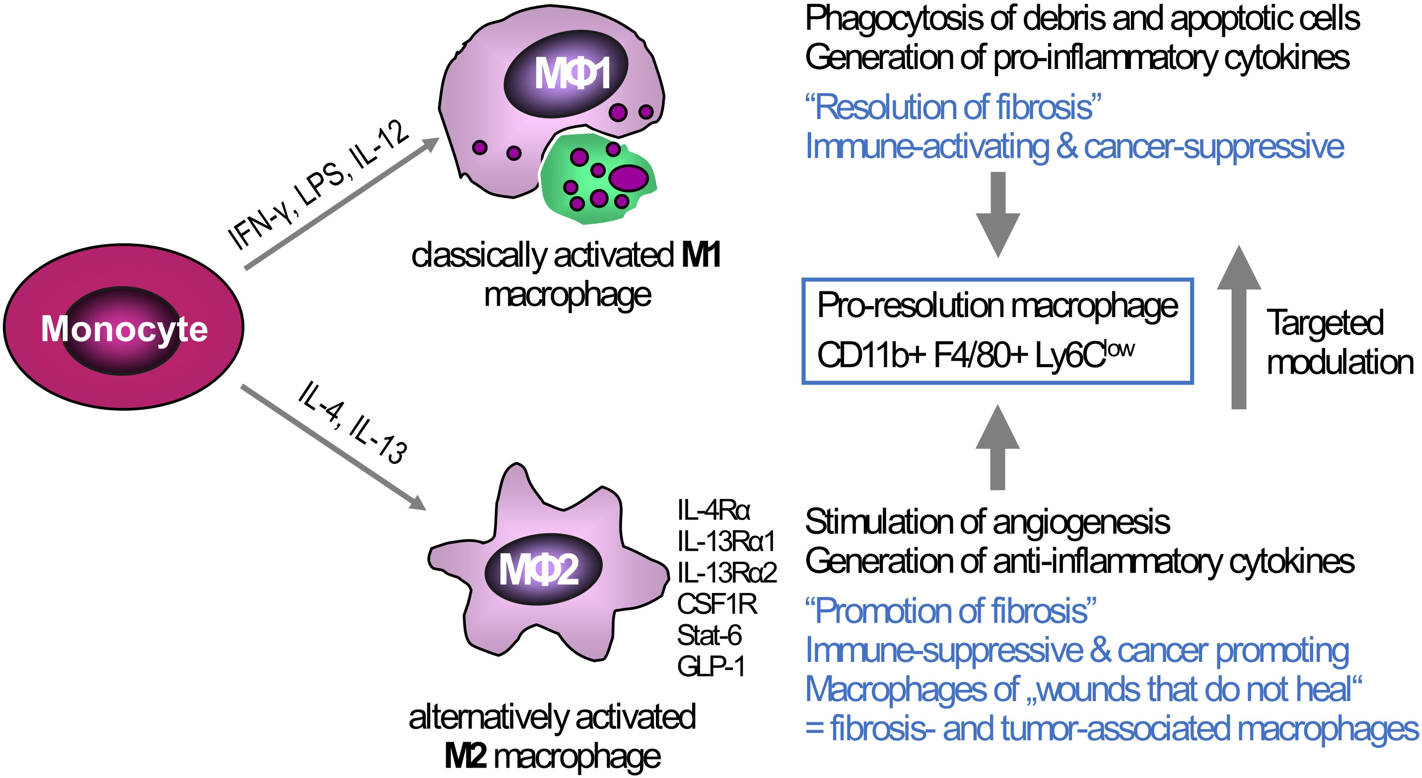 Frontiers | Macrophages and platelets in liver fibrosis and ...