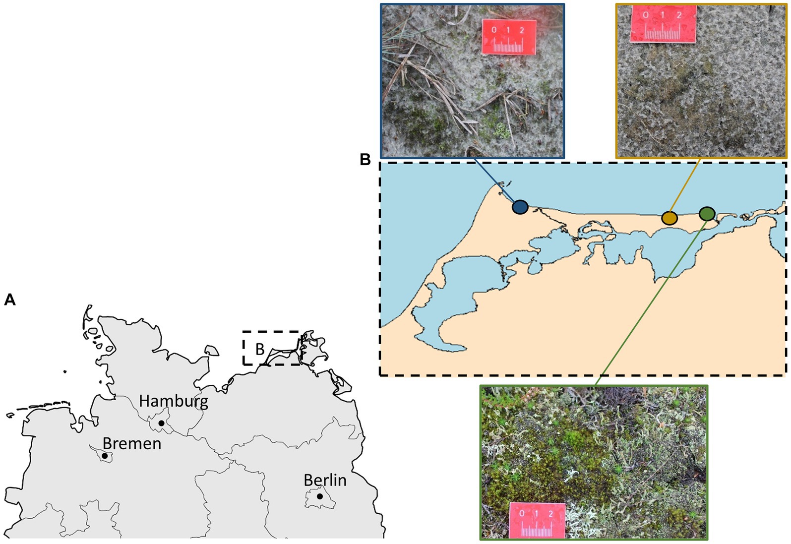 Frontiers | Ecophysiological performance of terrestrial diatoms isolated  from biocrusts of coastal sand dunes