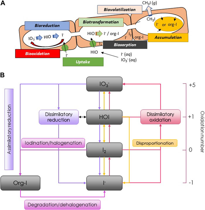 Efficient bioremediation of radioactive iodine using biogenic gold