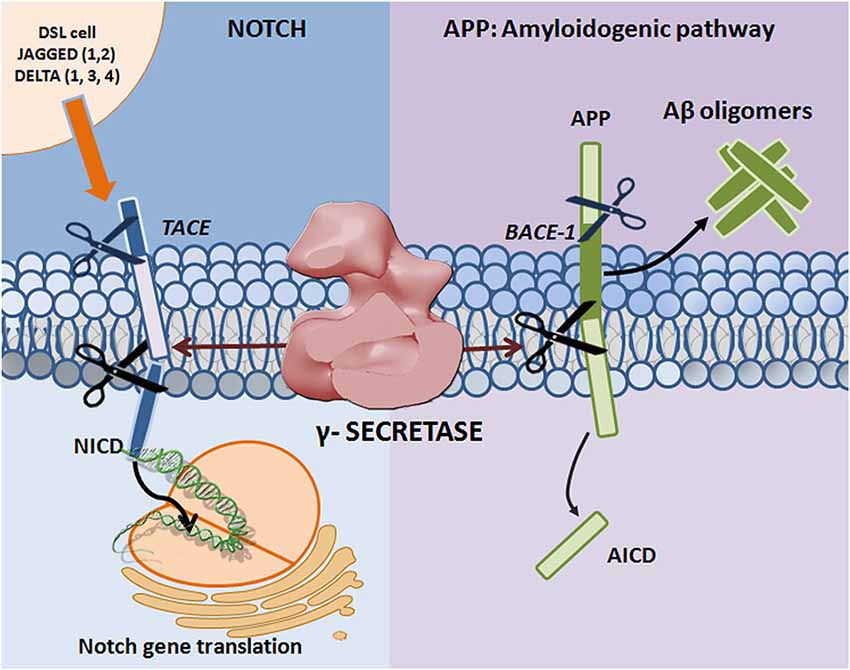 「notch signal pathway gamma amyloid」の画像検索結果