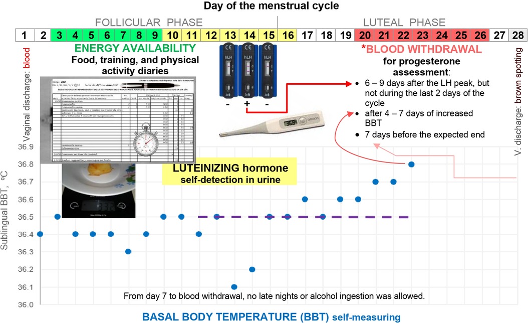 Luteal Phase Training & Nutrition — EAT RUN LIFT