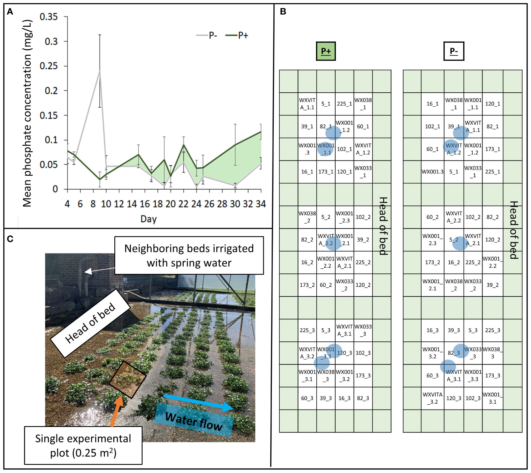 Mo concentrations in cress growing in hydroponic solutions with