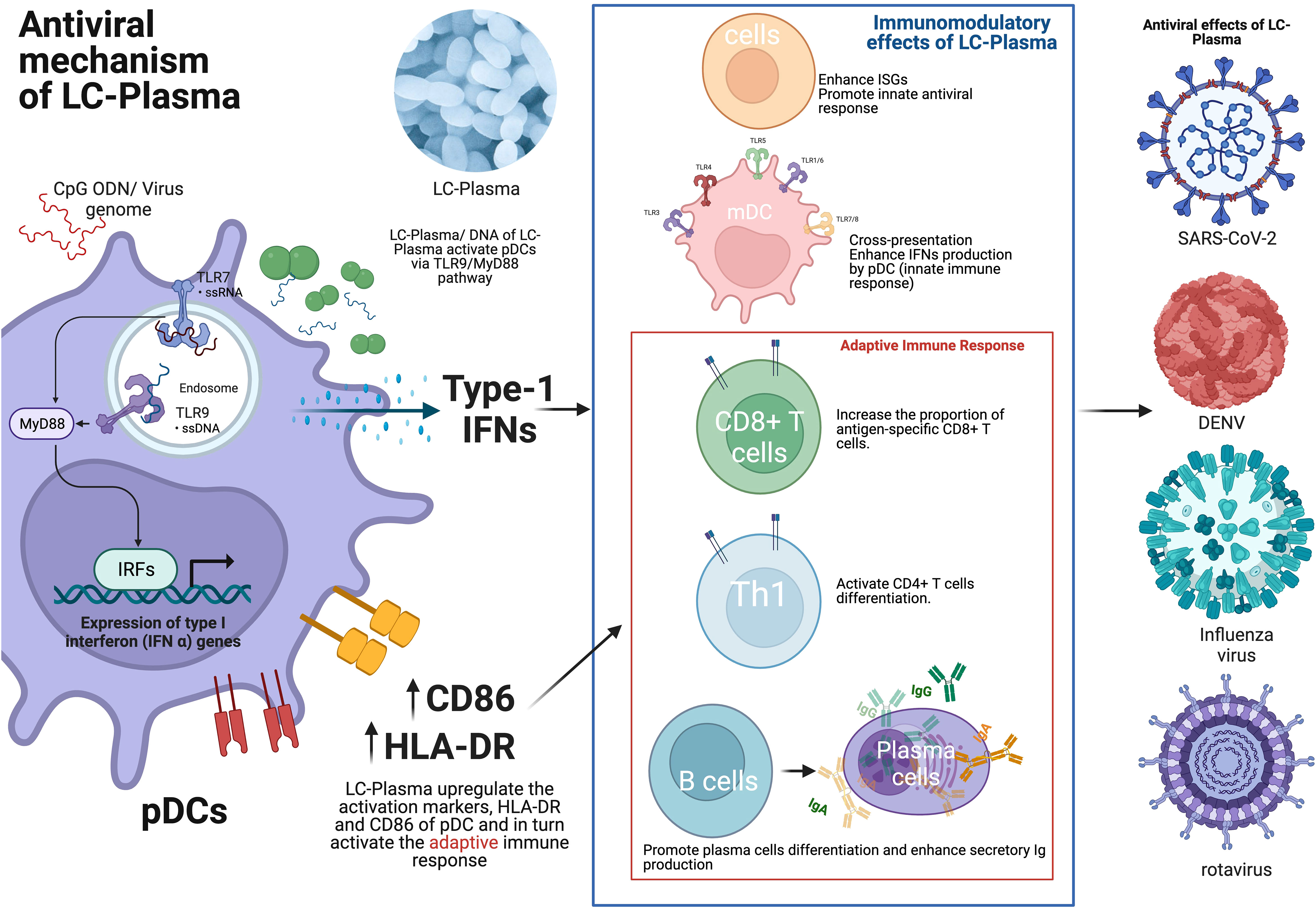 Frontiers | Overview of anti-viral effects of probiotics via