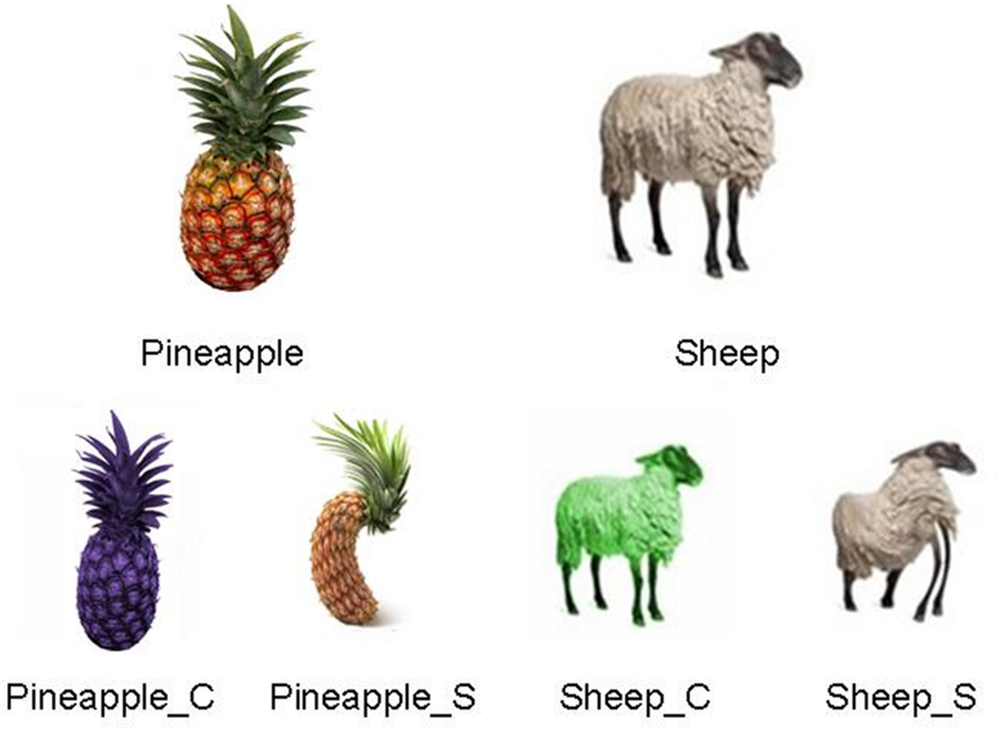 Frontiers | Square bananas, blue horses: the relative weight of shape and color in concept recognition and representation Frontiers | Square bananas, blue horses: the relative weight of shape and color in concept recognition and representation