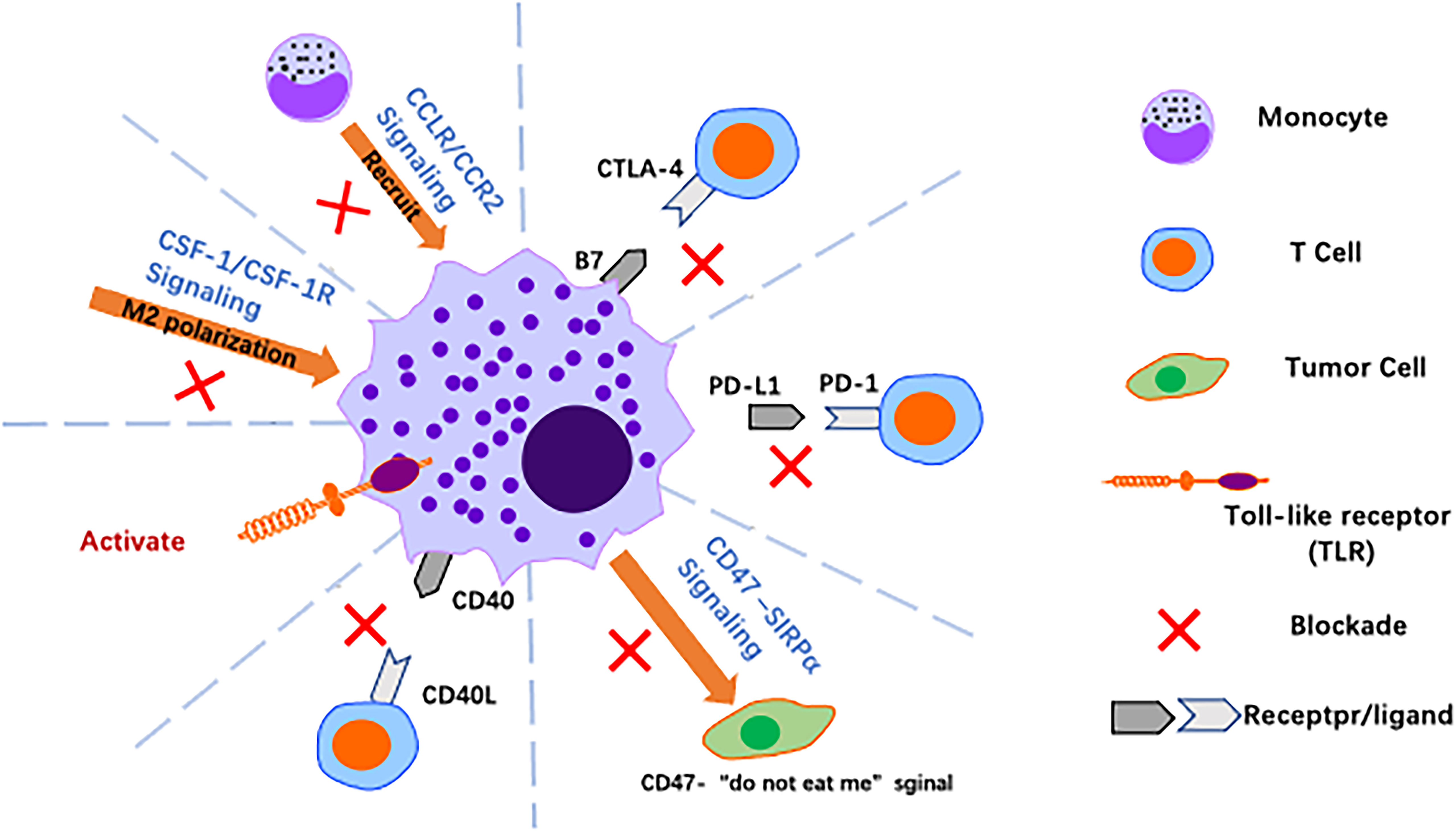 Frontiers | The role of macrophages in gastric cancer
