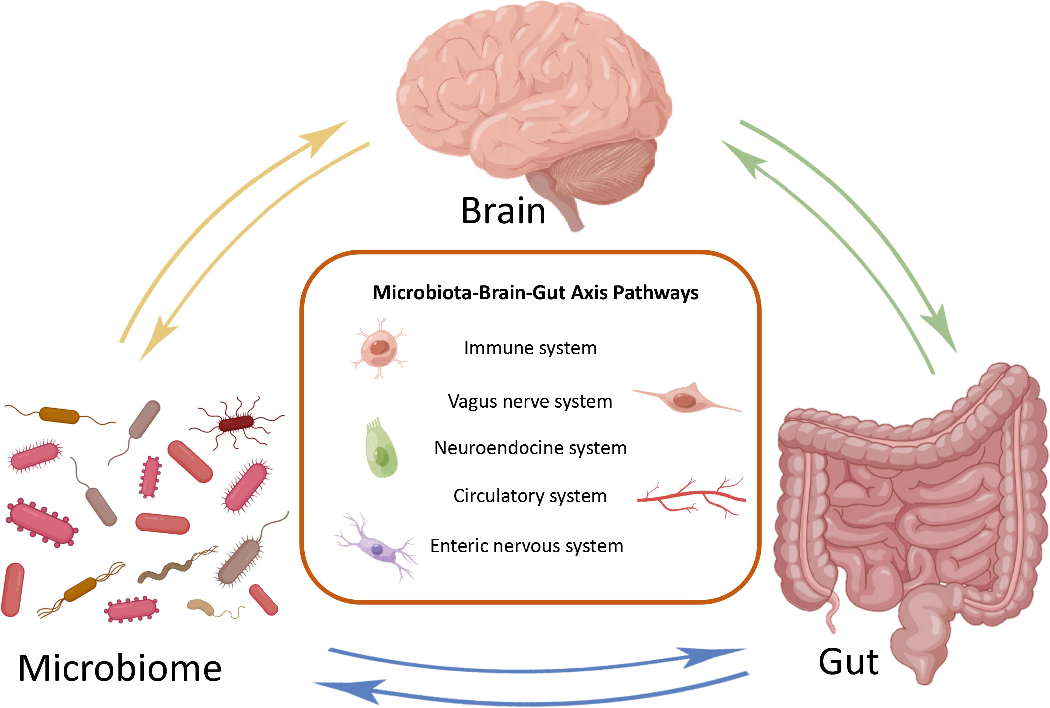 Frontiers  New Insights Into Microbiota Modulation-Based