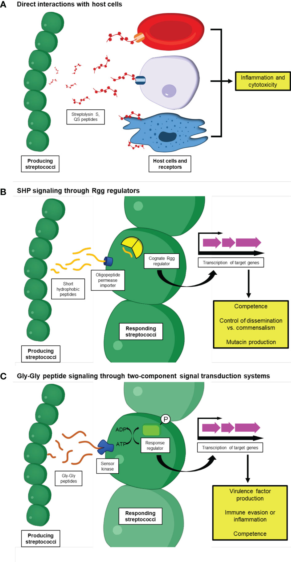 PDF) Streptococcus pyogenes evades adaptive immunity through
