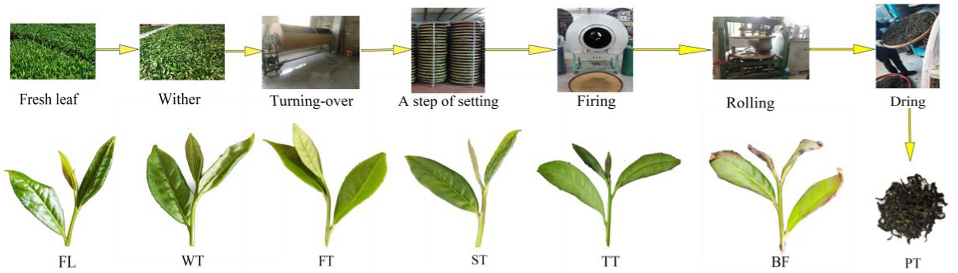 Study on the Accumulation Mechanism of Amino Acids during Bruising and  Withering Treatment of Oolong Tea