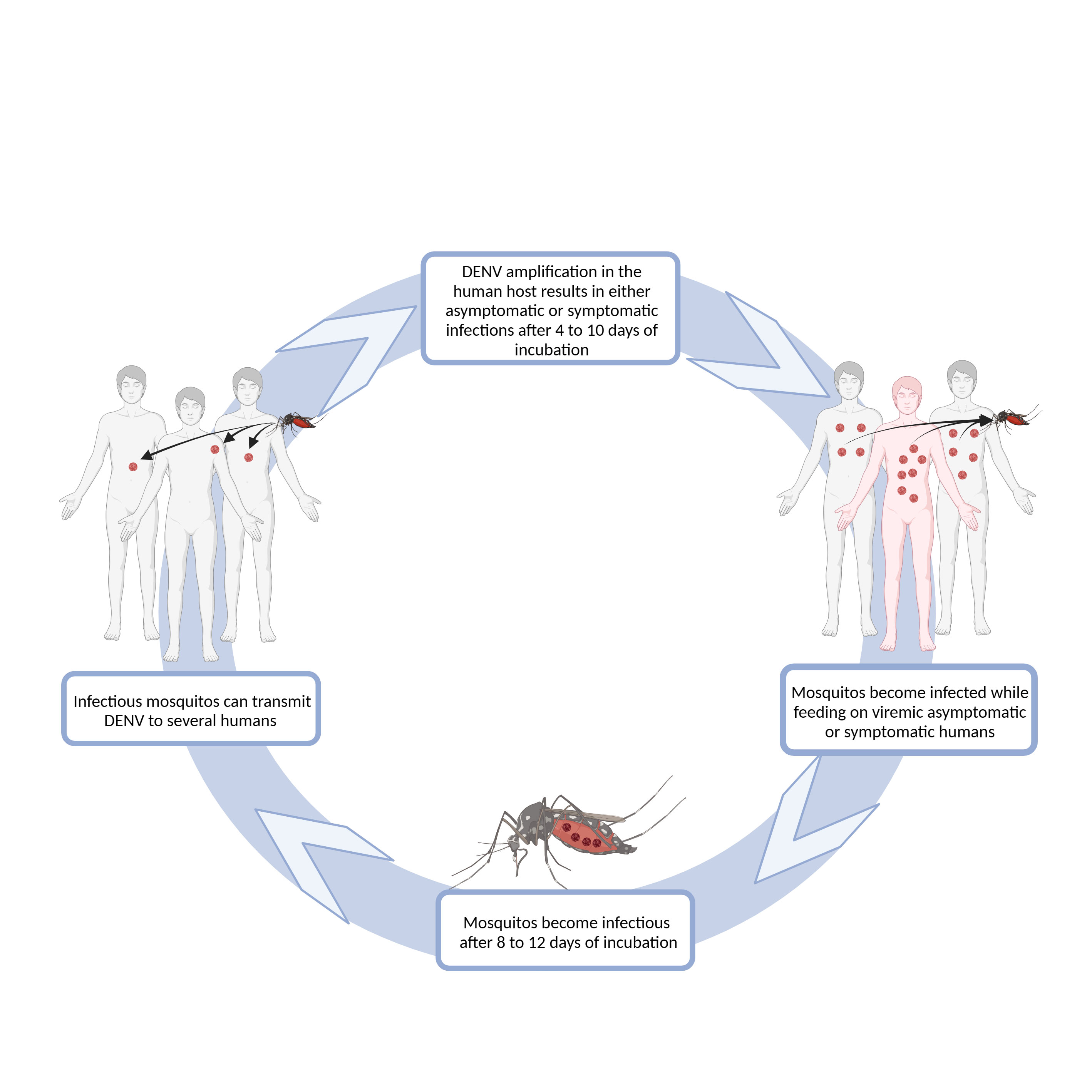 Frontiers  Flying under the radar – impact and factors influencing  asymptomatic DENV infections