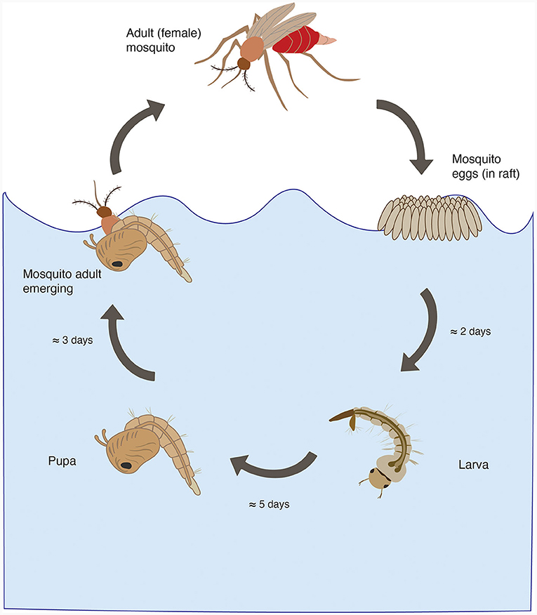 Figure 1 - Life cycle of a mosquito.