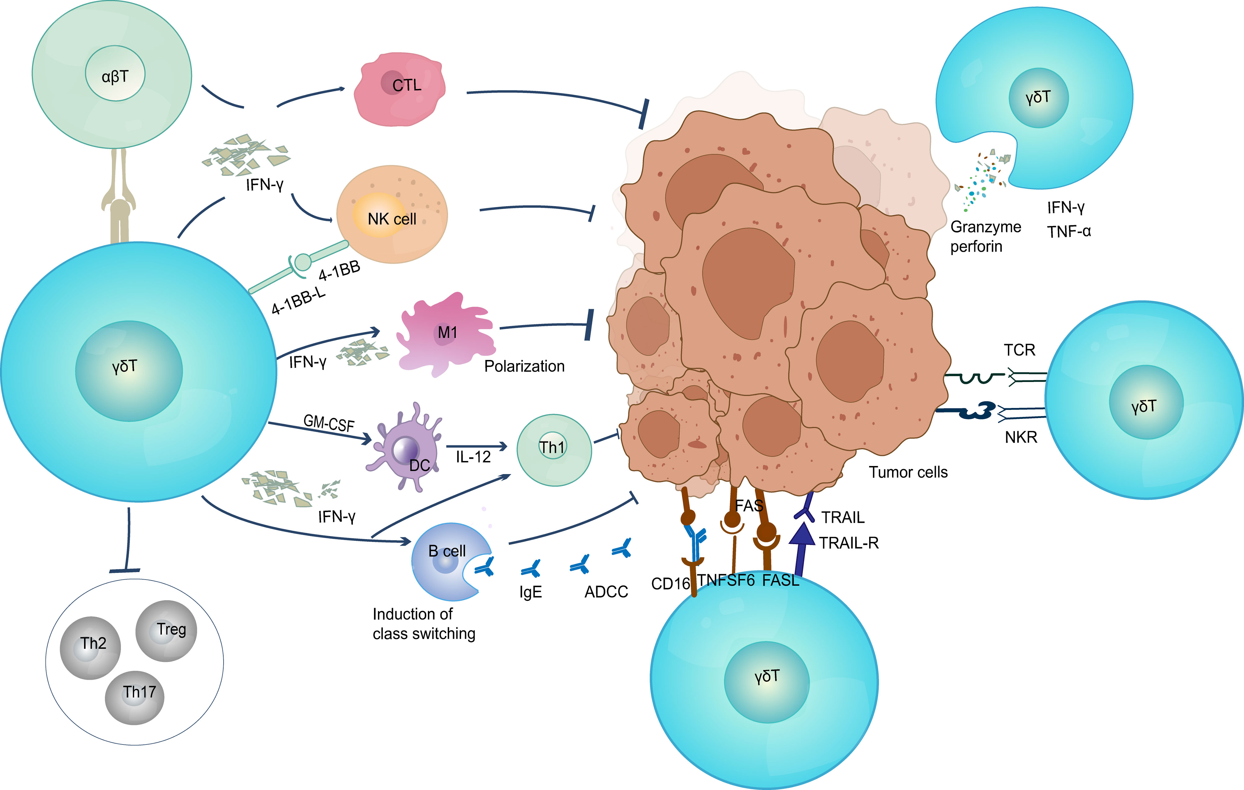 Frontiers  The development of CD8 T-cell exhaustion heterogeneity and the  therapeutic potentials in cancer