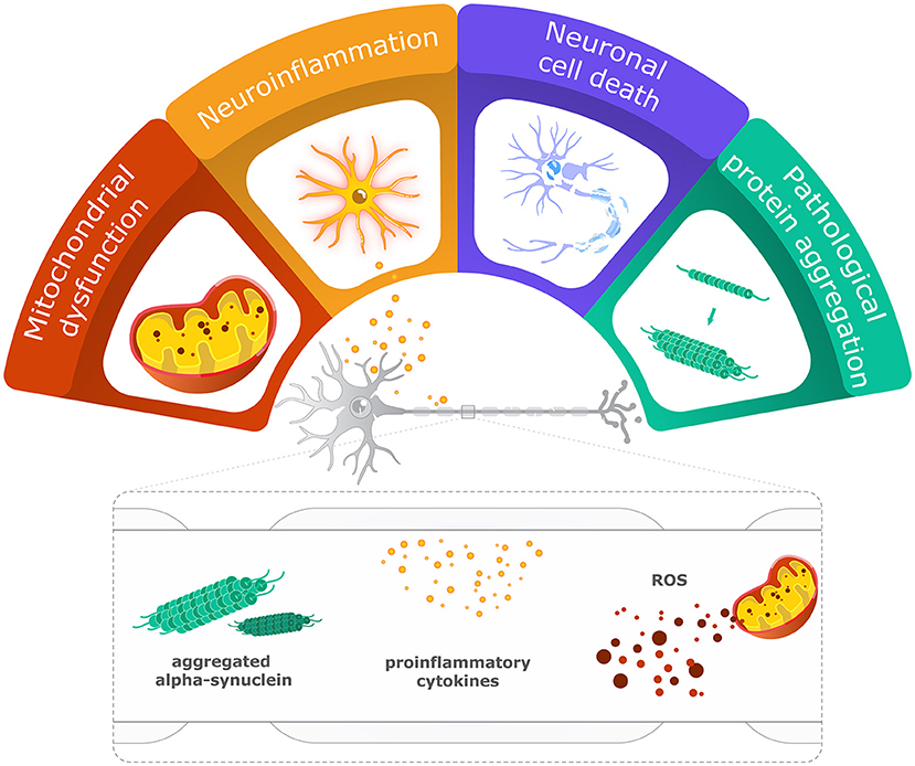 Figure 3 - What happens inside the brain in Parkinson’s disease?