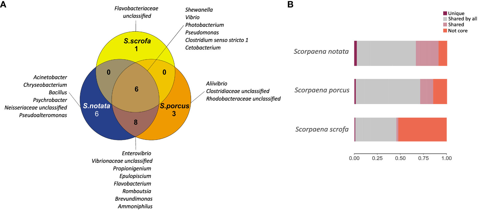 Frontiers  Rhodobacteraceae dominate the core microbiome of the